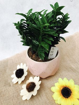 玉蜻蜓